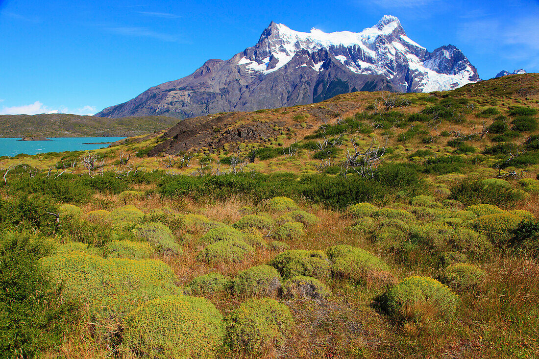 Chile,Magallanes,Torres del Paine,national park,Paine Grande,flora,vegetation,