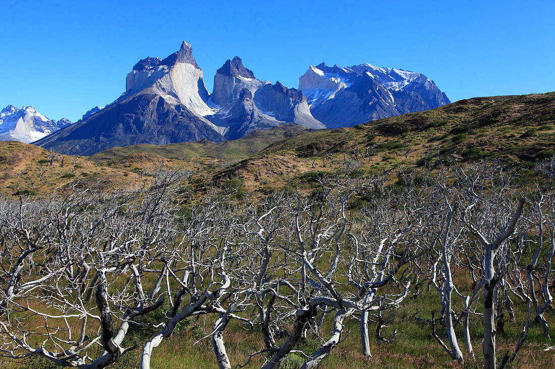 Chile,Magallanes,Torres del Paine,national park,Cuernos del Paine,