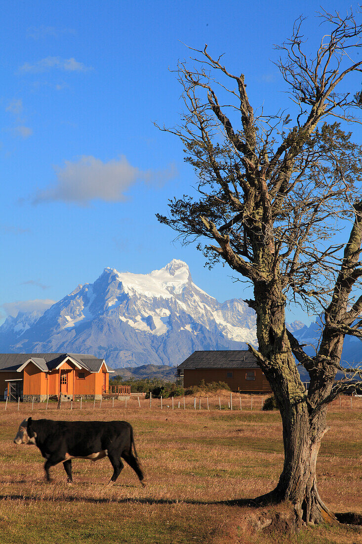 Chile,Magallanes,Torres del Paine,national park,ranch,cattle,