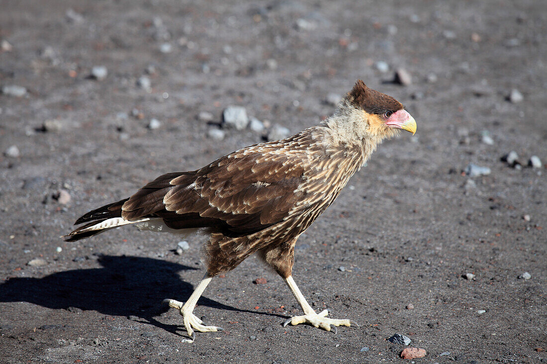 Chile,Seenplatte,Südlicher Haubenkarakara,caracara plancus,