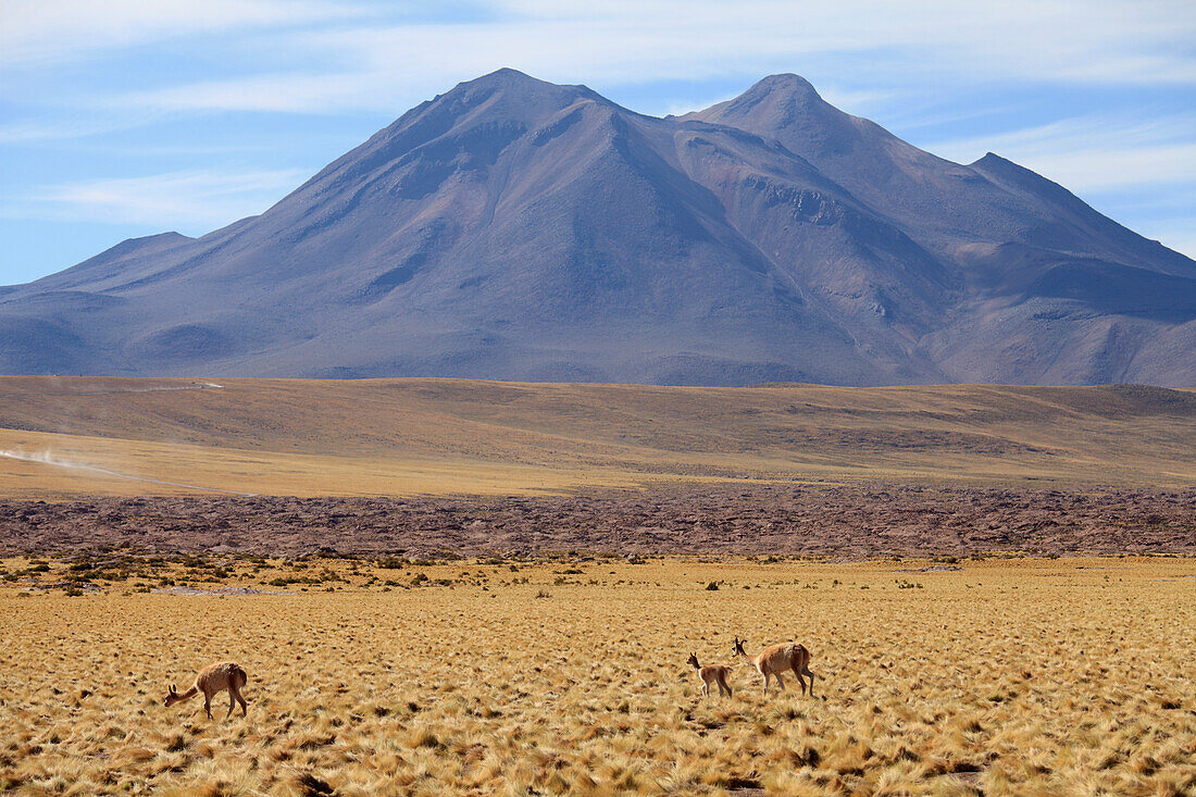 Chile,Antofagasta Region,Atacama Wüste,Anden,Vicunas,Vicugna vicugna,Cerro Miscanti,