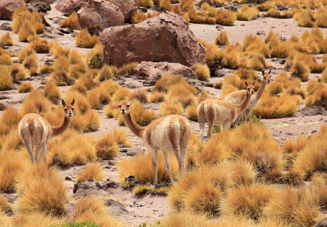 Chile,Antofagasta Region,Atacama Desert,vicunas,vicugna vicugna,