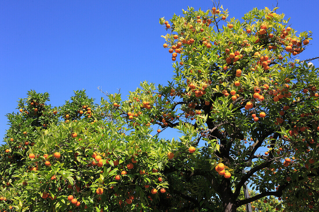 Spanien,Andalusien,Sevilla,Orangenbaum,Orangen