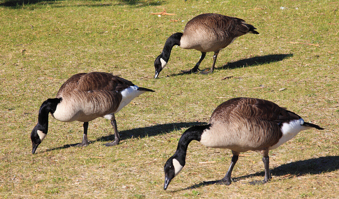 Kanada,Québec,Montreal,Kanadagänse,branta canadensis,