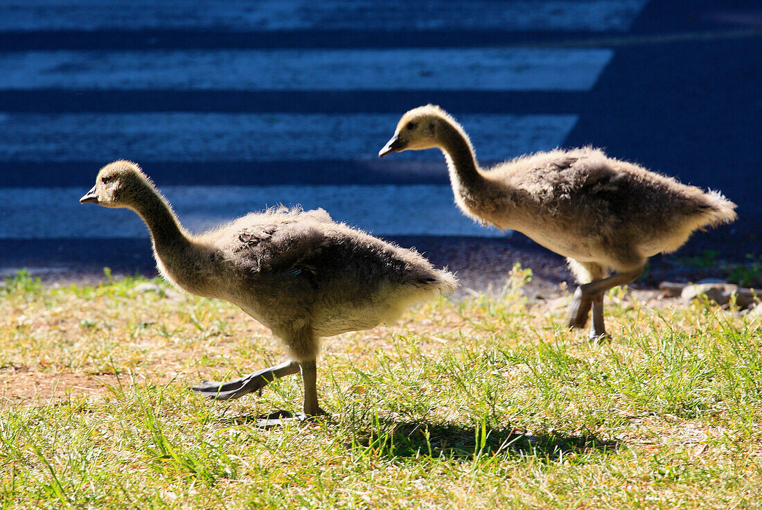 Kanada,Québec,Montreal,Kanadagänse,branta canadensis,Gänseküken,