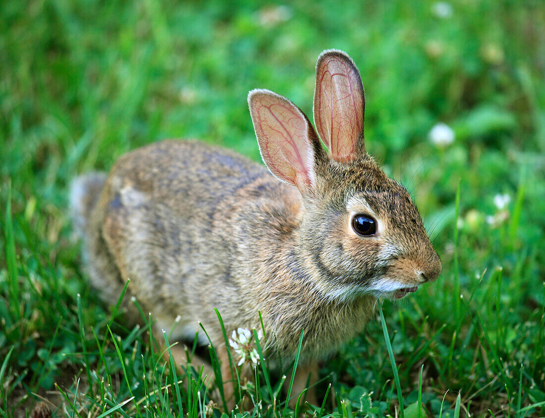 Eastern cottontail rabbit