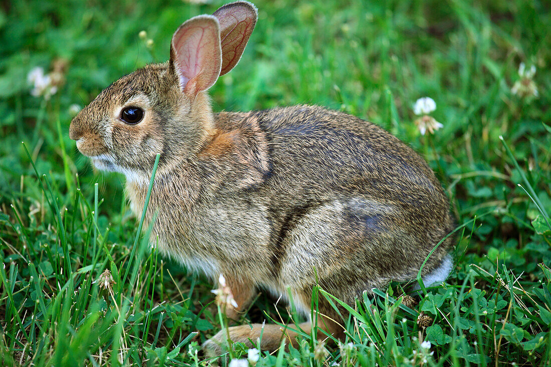 Eastern cottontail rabbit