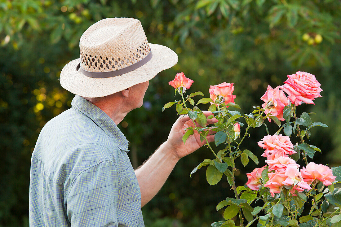 Gärtner betrachtet eine Rose, Hagenbach, Rheinland-Pfalz, Deutschland