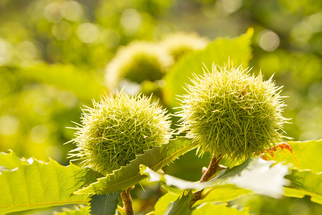 Ripe chestnuts, Castanea sativa, on the tree, Neustadt an der Weinstraße, Rhineland-Palatinate, Germany