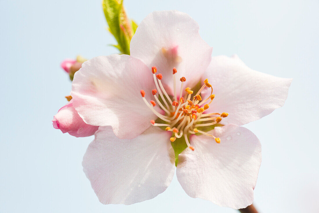 Almond blossoms in Gimmeldingen, Neustadt an der Weinstraße, Rhineland-Palatinate, Germany