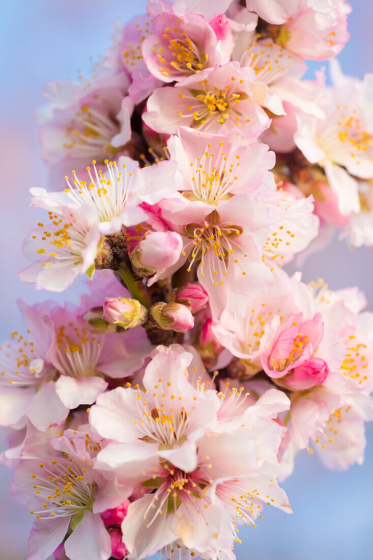 Almond blossoms in Gimmeldingen, Neustadt an der Weinstraße, Rhineland-Palatinate, Germany