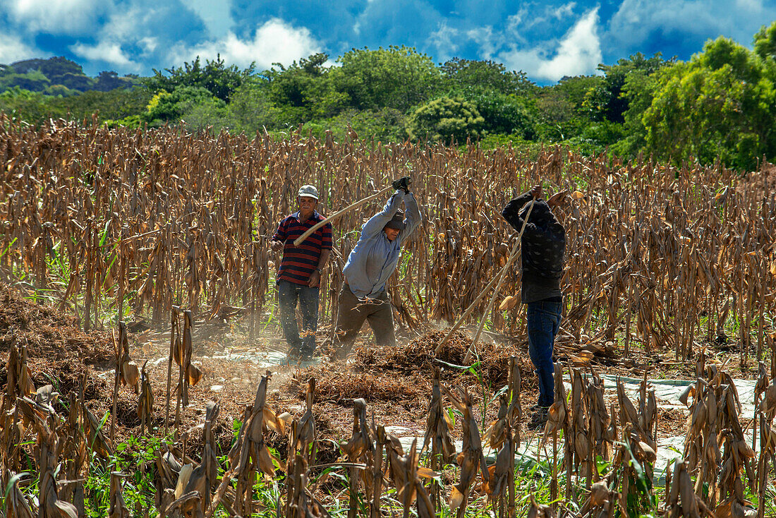 Workers in corn field