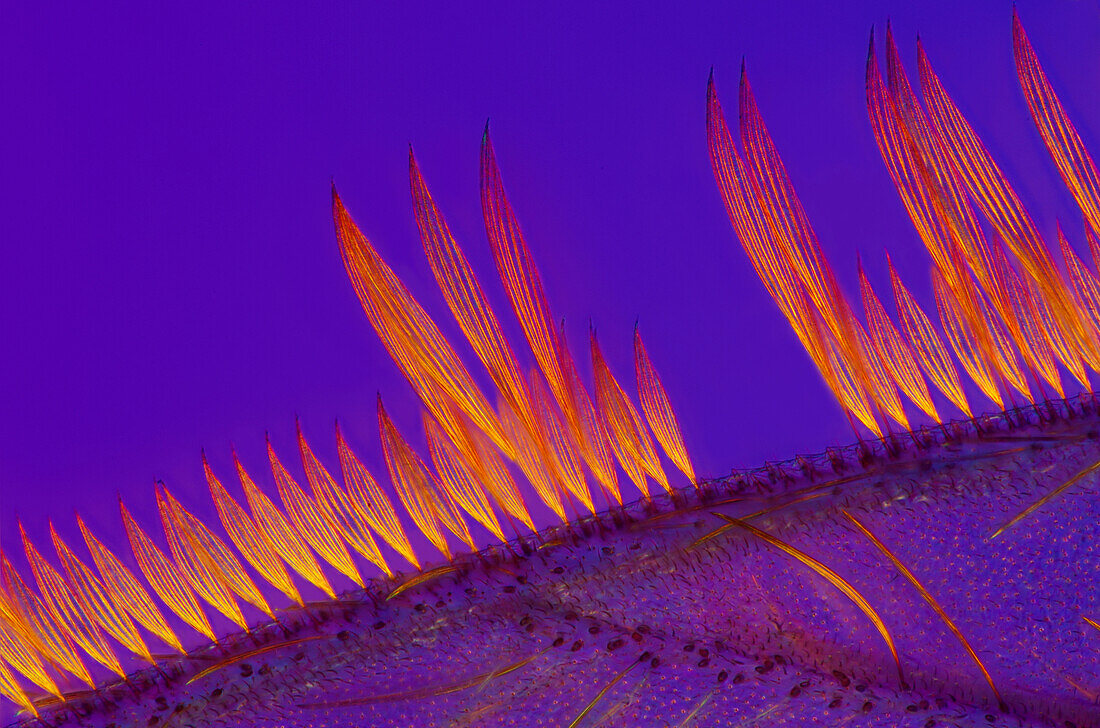 Mosquito wing, light micrograph