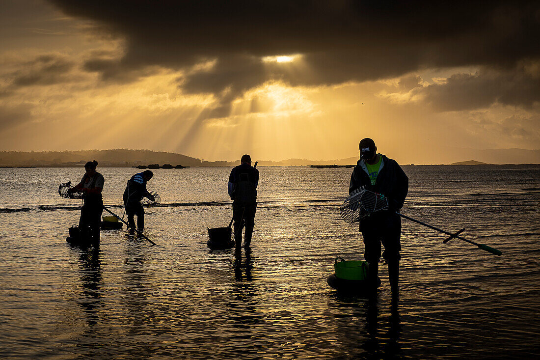 Workers collecting shellfish