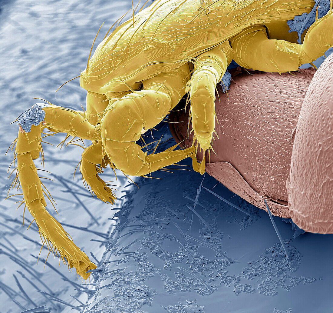 Bumblebee mite and eggs, SEM.