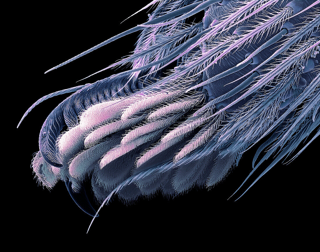 Spider's foot, SEM