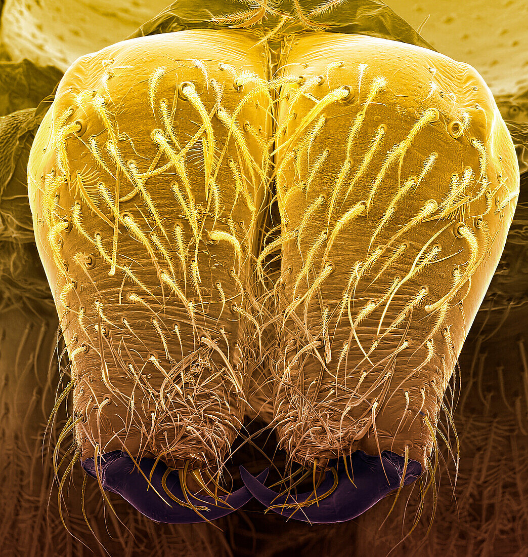 Jumping spider's fangs, SEM