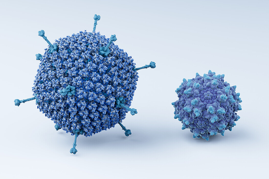 Adenovirus with adeno-associated virus, illustration