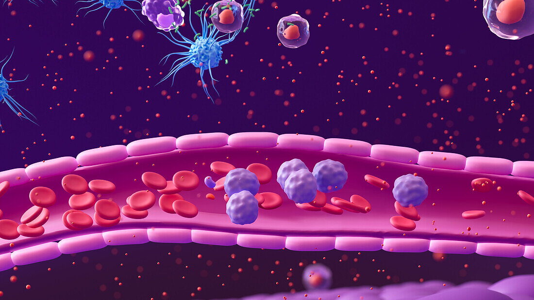 White blood cells moving to site of infection, illustration