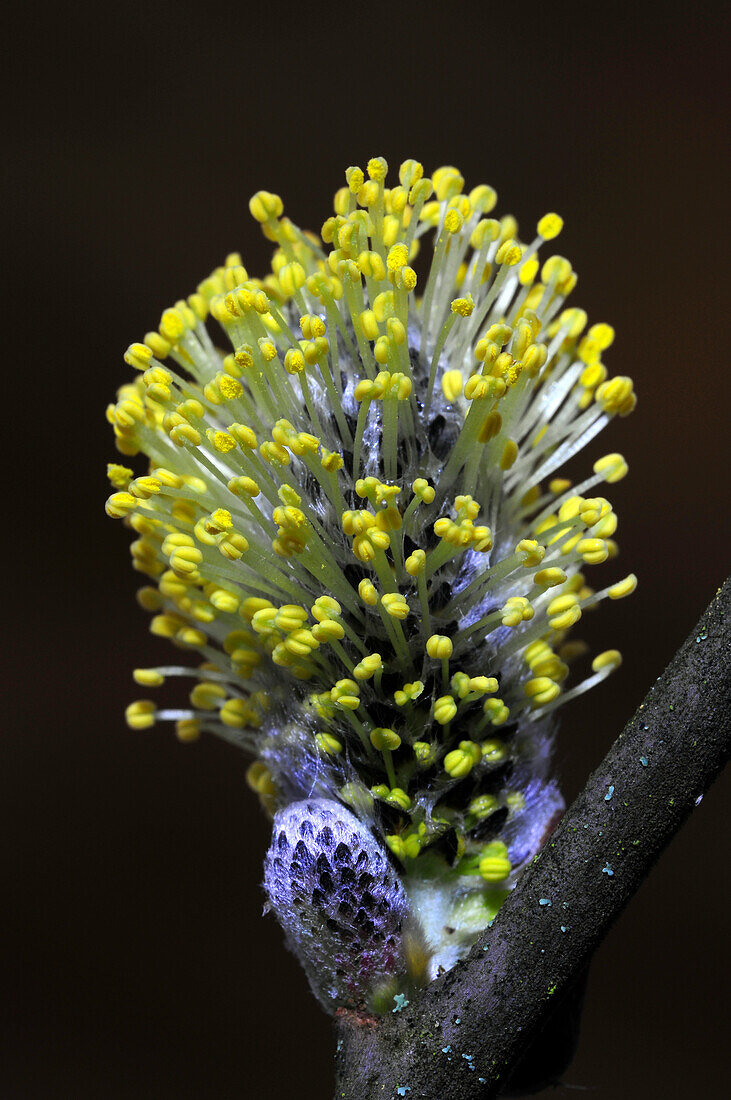 Goat willow (Salix caprea) blooming