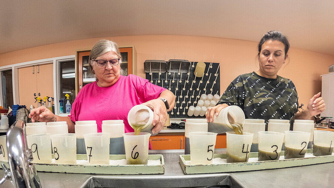 Researchers testing sugarcane (Saccharum sp.) samples for cane sugar content