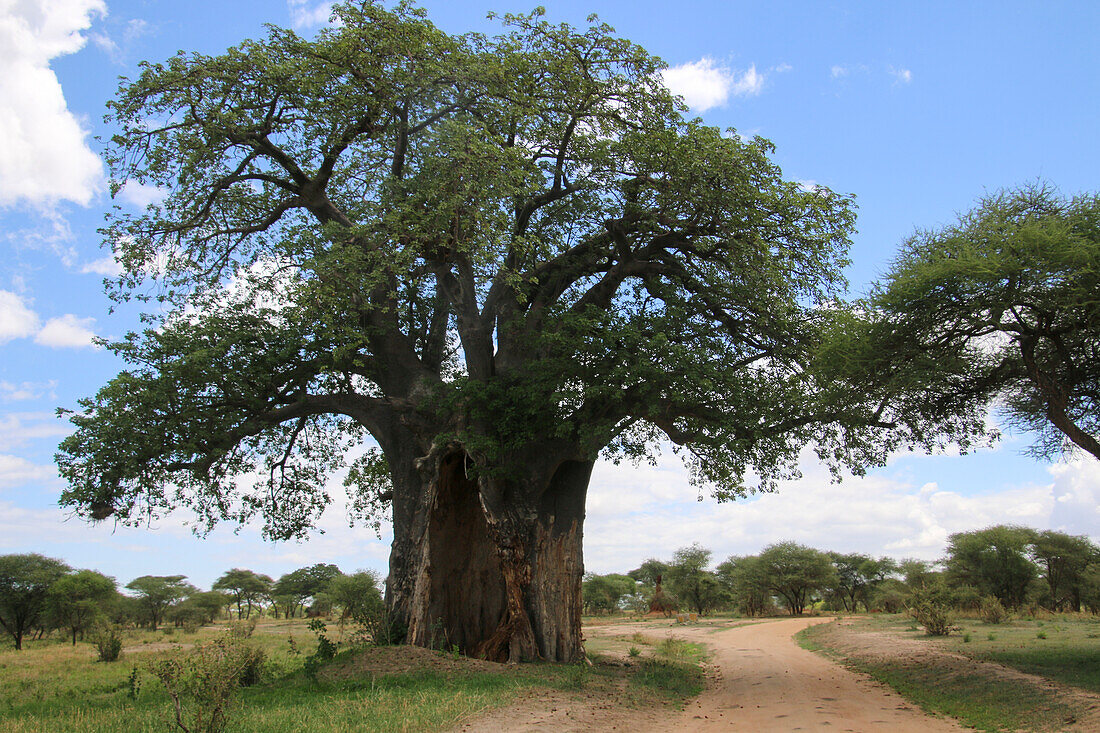 Baobab tree (Adansonia digitata)