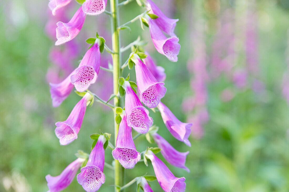 Red foxglove in a clearing in the Palatinate Forest, Edenkoben, Rhineland-Palatinate, Germany