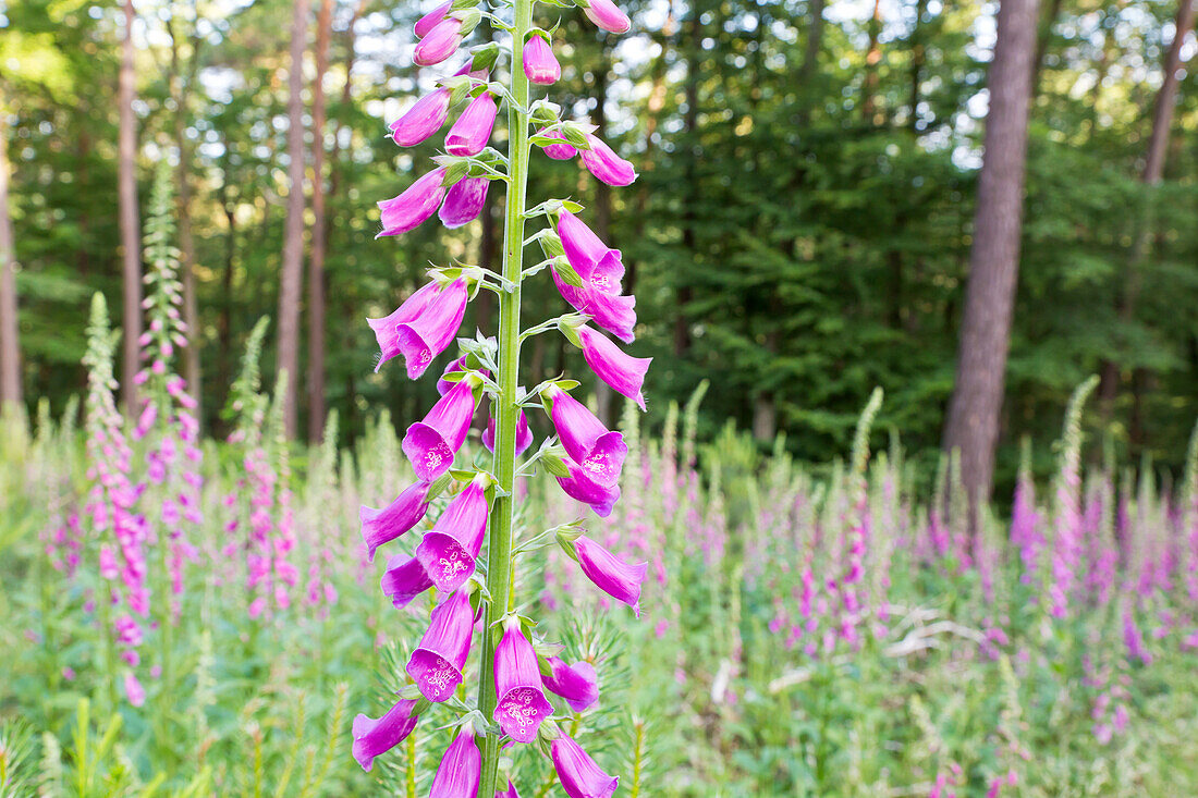 Roter Fingerhut auf einer Lichtung im Pfälzerwald, Edenkoben, Rheinland-Pfalz, Deutschland