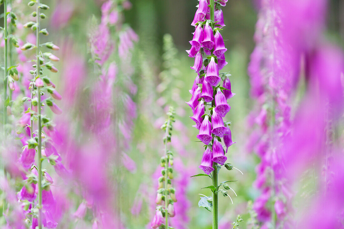 Red foxglove in a clearing in the Palatinate Forest, Edenkoben, Rhineland-Palatinate, Germany