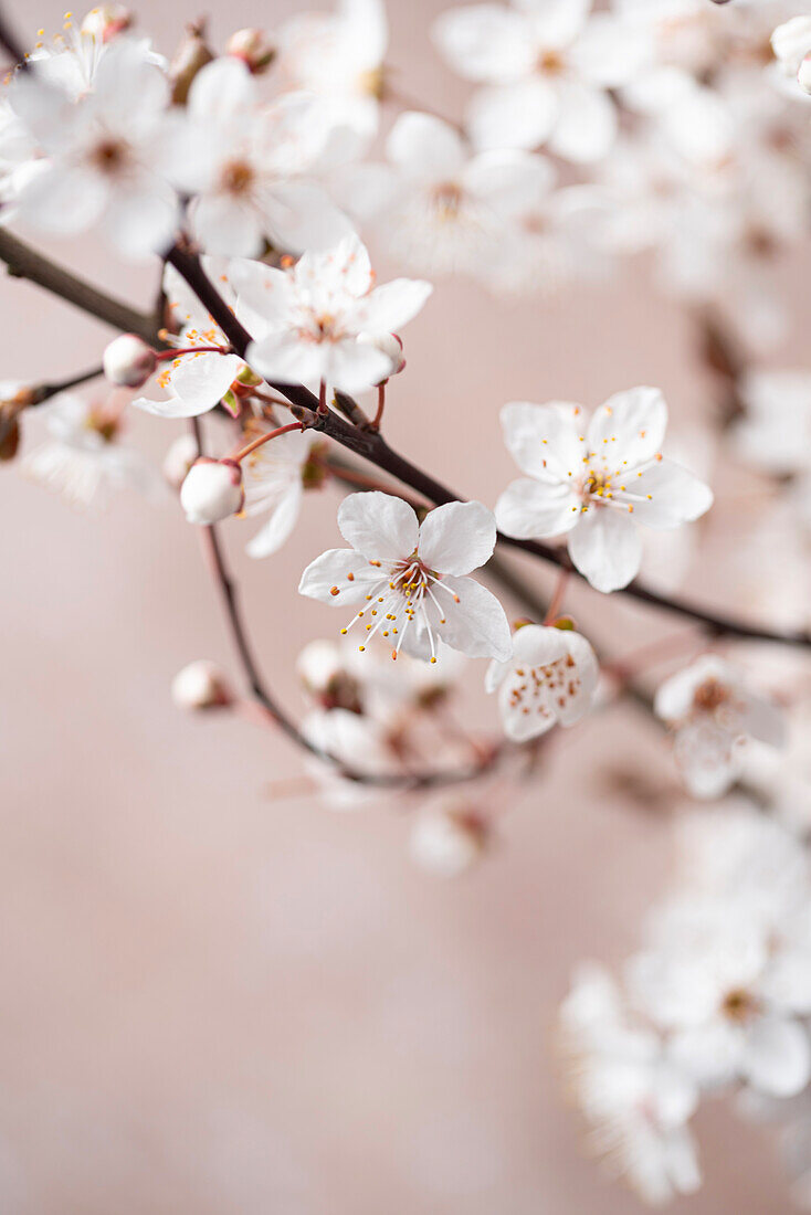 Cherry blossom branch (Prunus) in spring