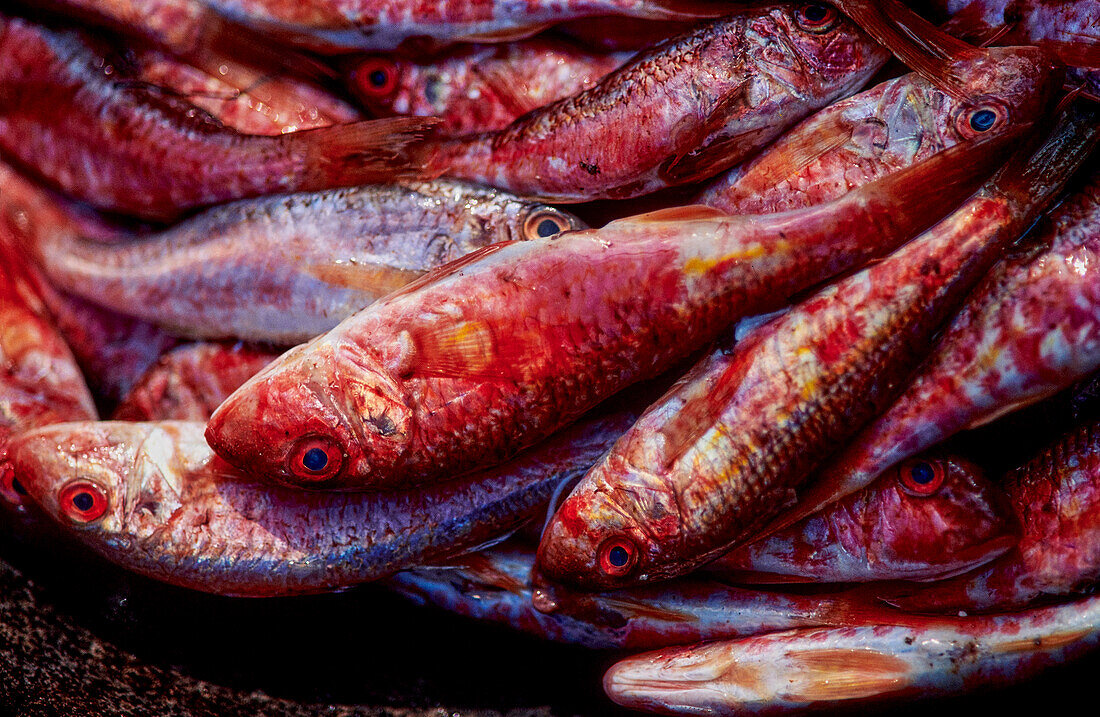 Raw red mullet