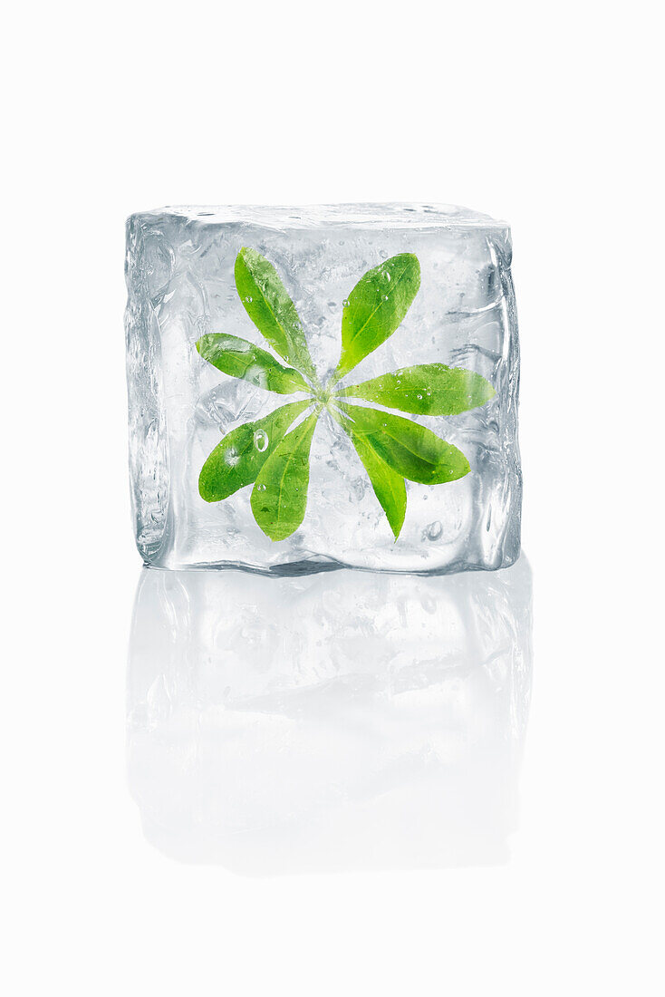 Ice cubes with enclosed woodruff