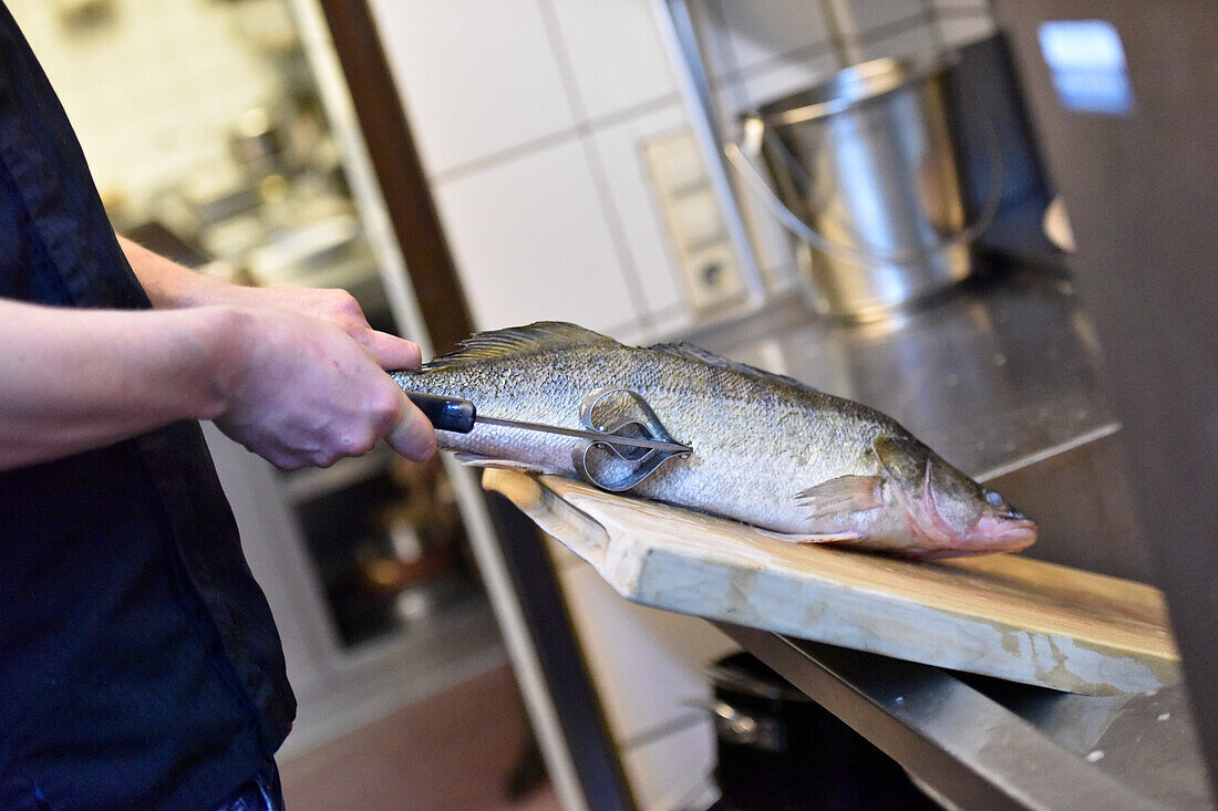 Koch filetiert Zander