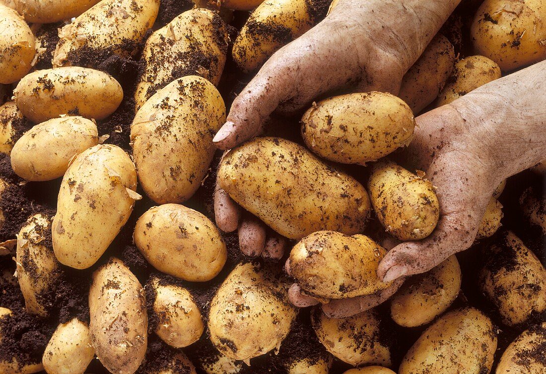 Hände halten erdige Kartoffeln (Sorte: ital. Sieglinde)