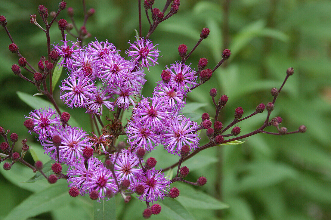 Vernonia crinita