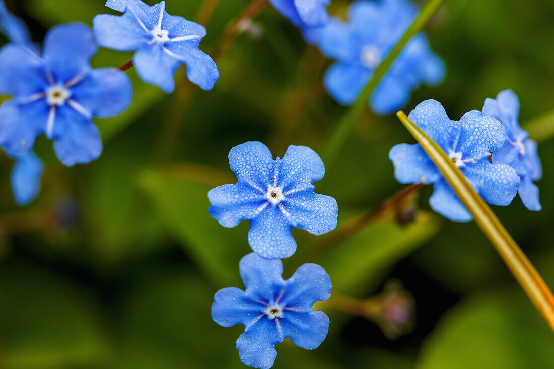 Blossoms of the Caucasian forget-me-not (Brunnera macrophylla)