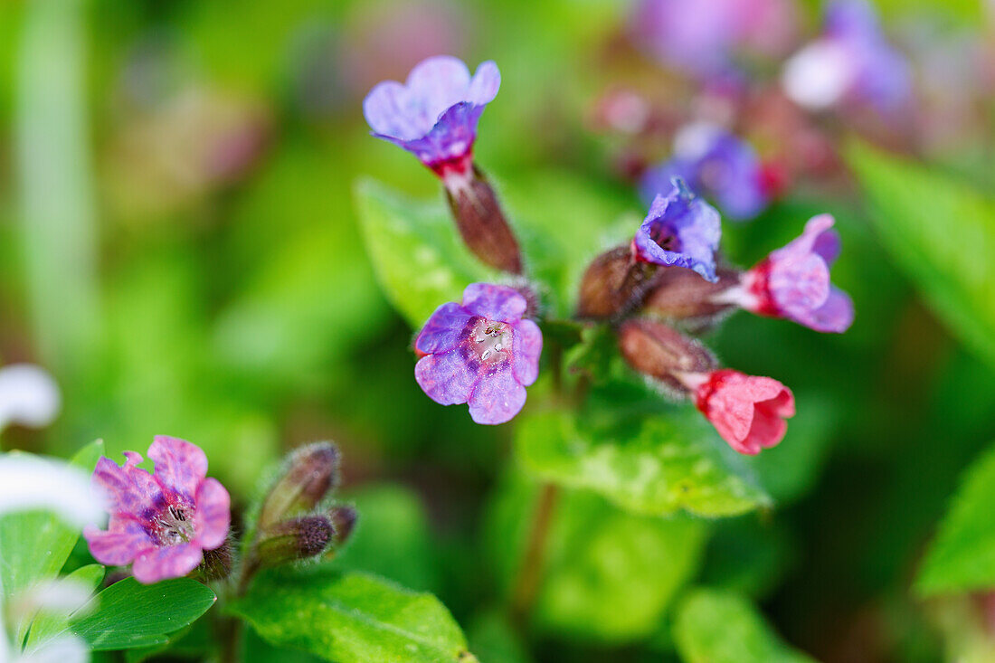 Flowering Kerner's lungwort (Pulmonaria kerneri), Kerner's lungwort