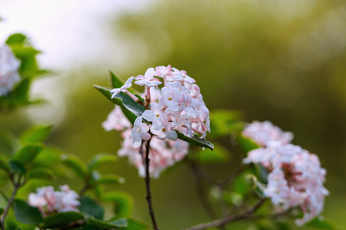 Blossoms of Judd's snowball (Viburnum x juddii Rehder)