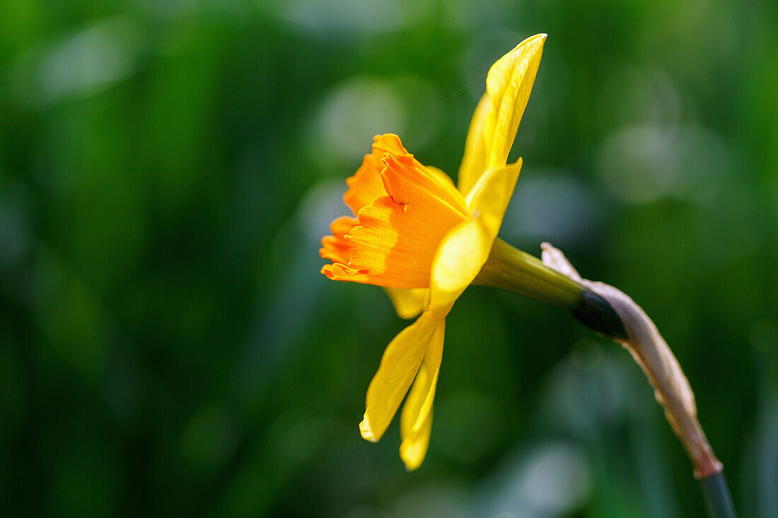 Blossom of the disc narcissus (Narcissus), portrait