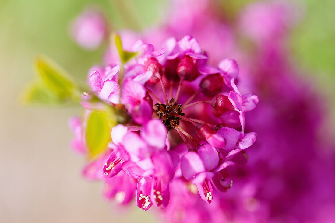 Blühender Chinesischer Judasbaum (Cercis chinesis Bunge), Chinesische Rotknospe, Portrait