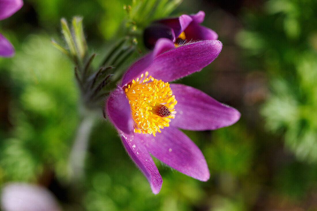 Flowering pasque flower (Pulsatilla vulgaris), portrait