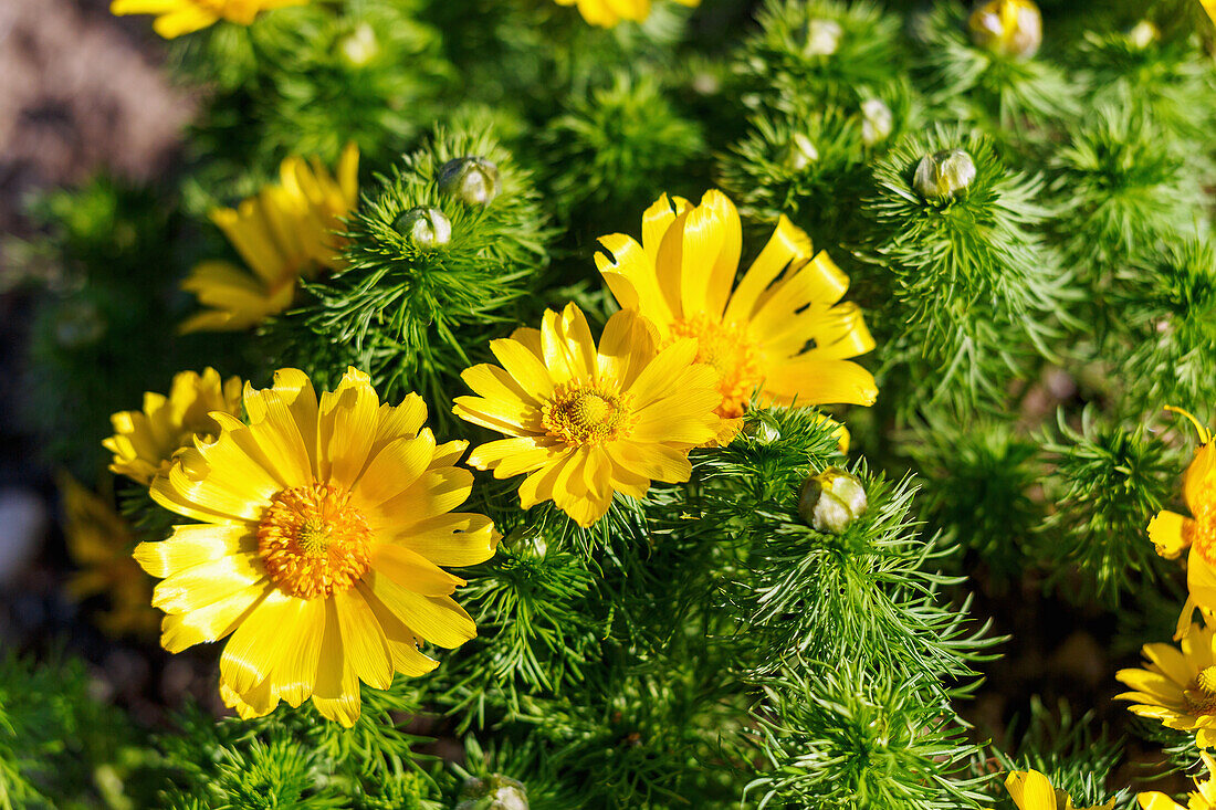 Blühende Frühlings-Adonisröschen (Adonis vernalis, Frühlings-Adonis, Adonisröschen)