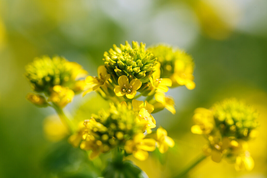 Common barbara (Barbarea vulgaris, winter cress, true winter cress, barbara herb, true barbara herb) in the vegetable patch in the garden