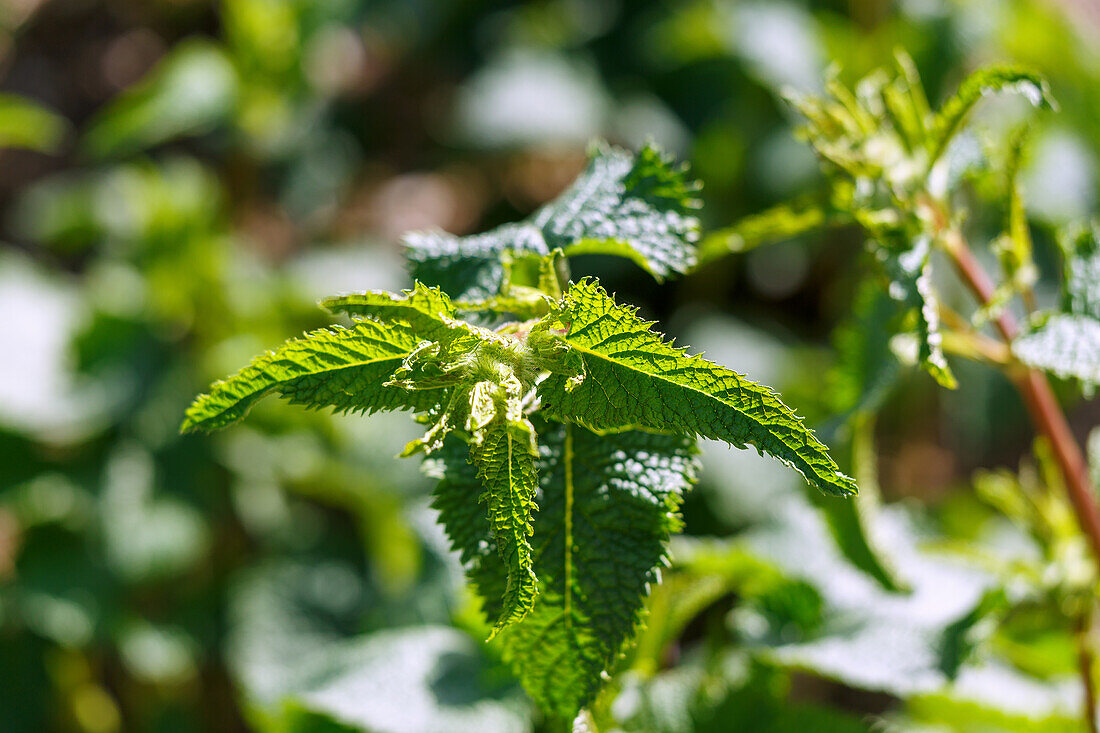 Tuberous burnet (Phlomis tuberosa) in the garden