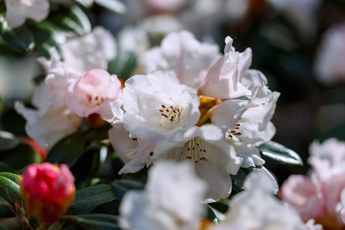 Blühender Rhododendron (yakusimanum x tsariense), Portrait