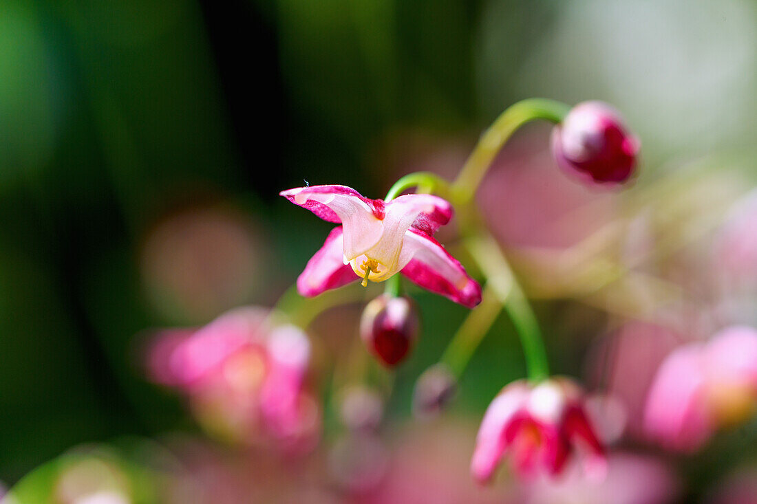 Red elf flower (Epimedium x rubrum), flower portrait