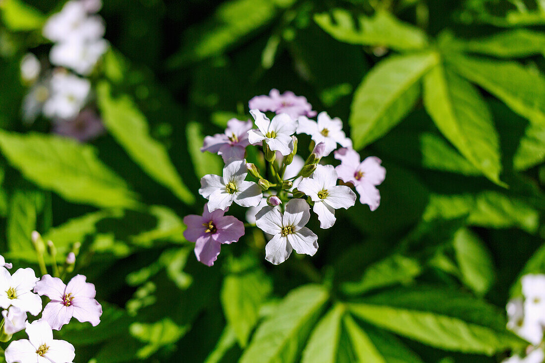 Flowering foxglove (Cardamine pentaphyllos)