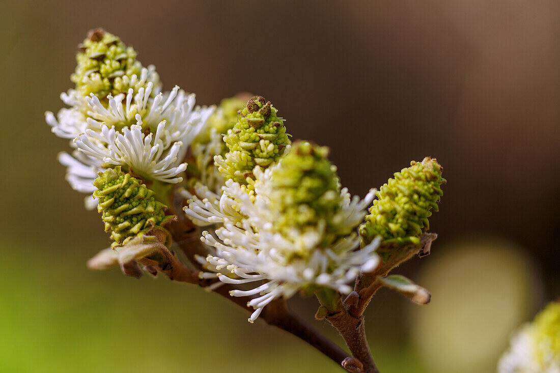 blühender Großer Federbuschstrauch (Fothergilla major Lodd.)