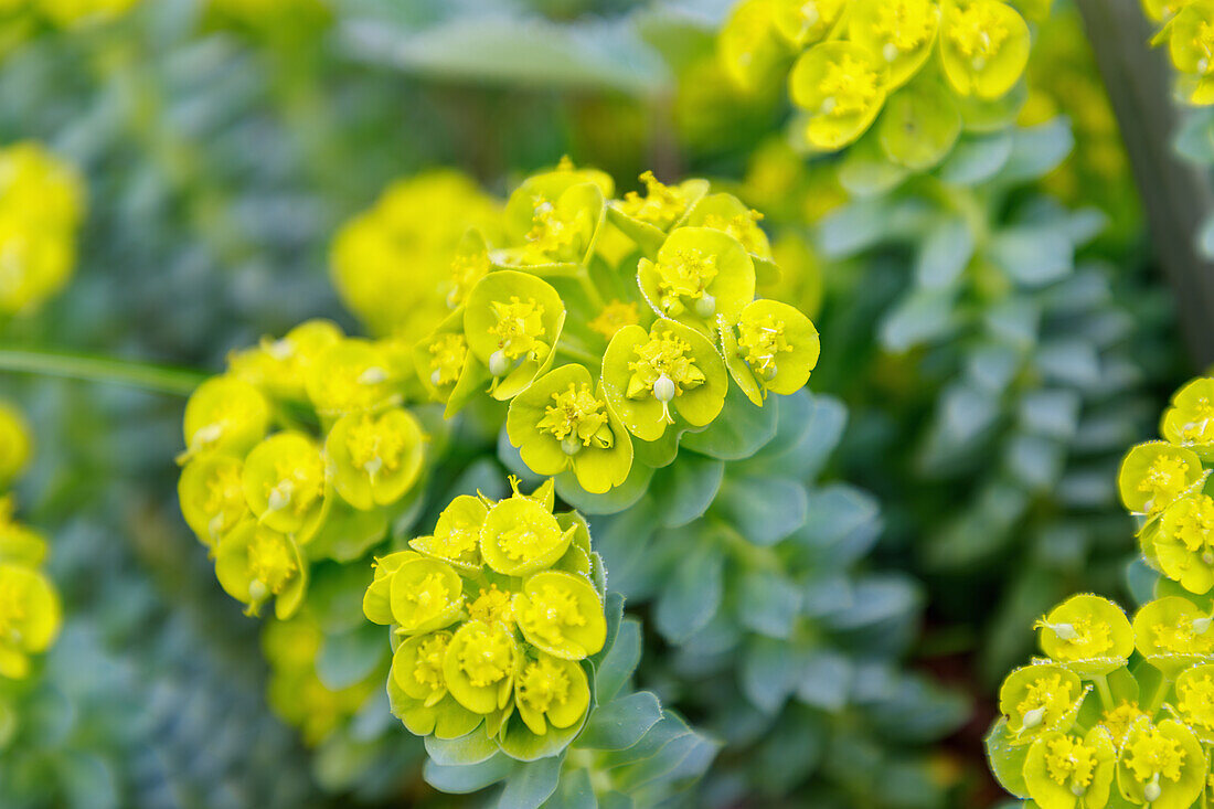 blühende Walzen-Wolfsmilch (Euphorbia myrsinites)