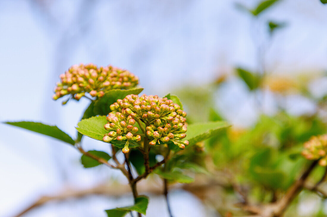 Großblumiger Duft-Schneeball (Viburnum carlcephalum) mit Blütenknospen, Portrait